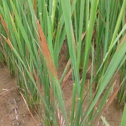 水稻病虫害防治方法