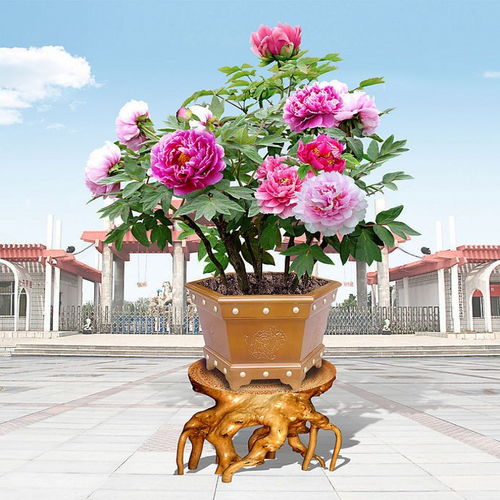 花卉盆栽艺术：美的诠释与生活的融合