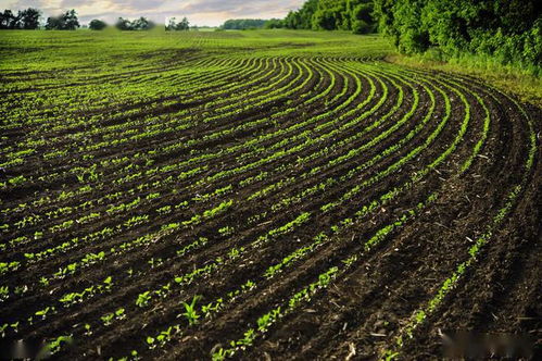 有机肥标准大揭秘：绿色农业的护航者