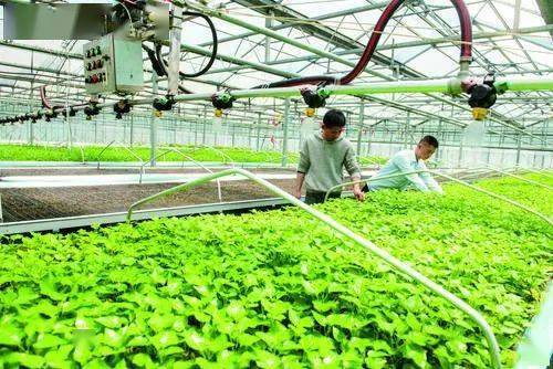生态农场：推动绿色农业，打造健康美食新生活